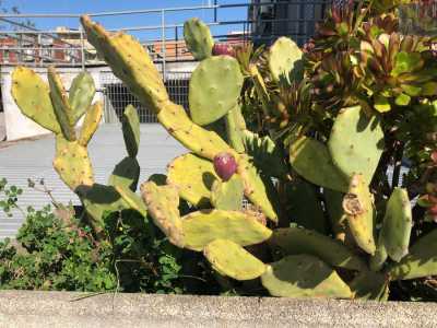 ...e succulenti fichi d�india